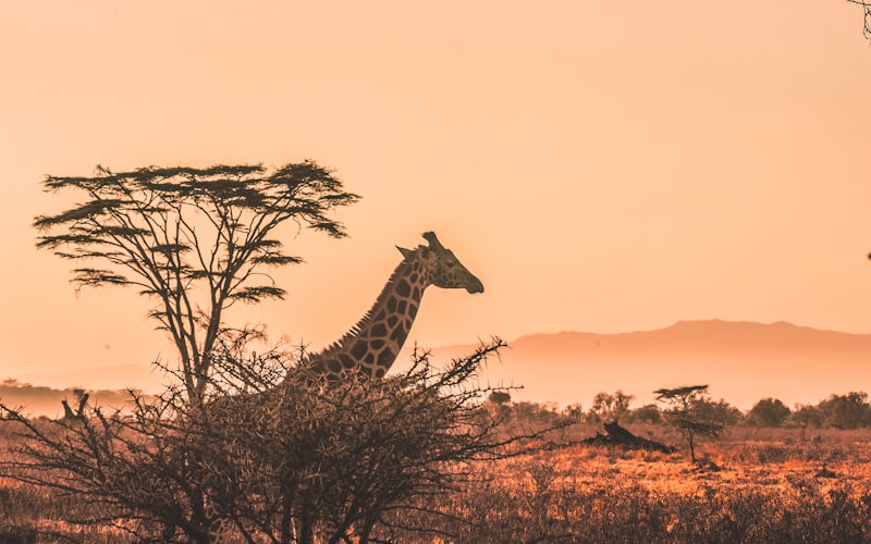 Ethiopia nightlife guide